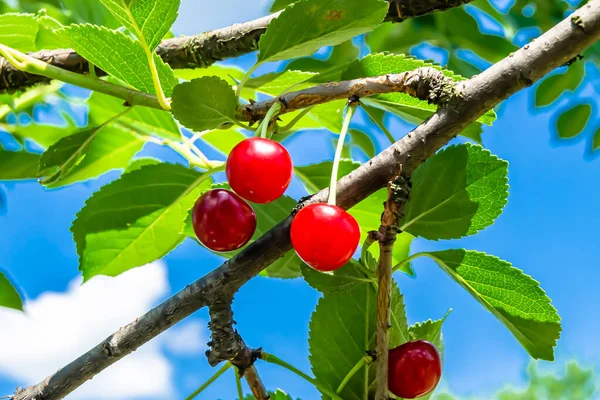 Fotografia Sobre Tema Árvore Cereja Ramo Fruta Bonita Com Folhas — Fotografia de Stock