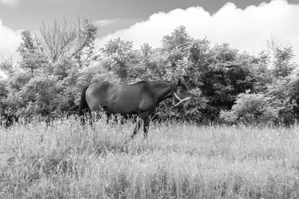 Beautiful Wild Brown Horse Stallion Summer Flower Meadow Equine Eating — Stockfoto