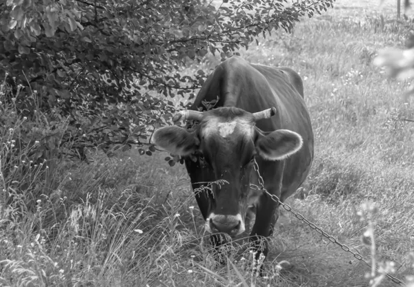 图片说明美丽的大奶牛在蓝天下的绿色草地上吃草 长尾奶牛在草地上吃草 奶牛在草场上吃鲜美的白液 — 图库照片