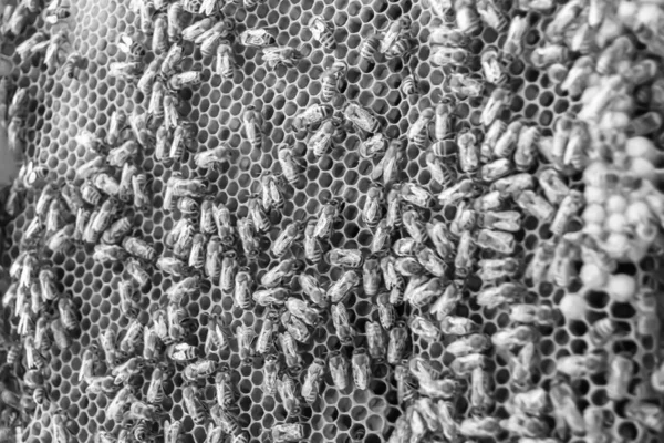 Abstraktní Šestiúhelníková Struktura Medová Plástve Včelího Úlu Plněné Zlatým Medem — Stock fotografie