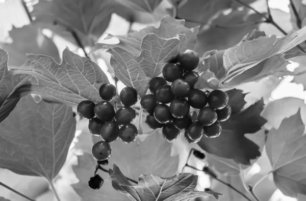Φωτογραφία Για Θέμα Όμορφη Sour Berry Viburnum Φυσική Υφή Κάτω — Φωτογραφία Αρχείου
