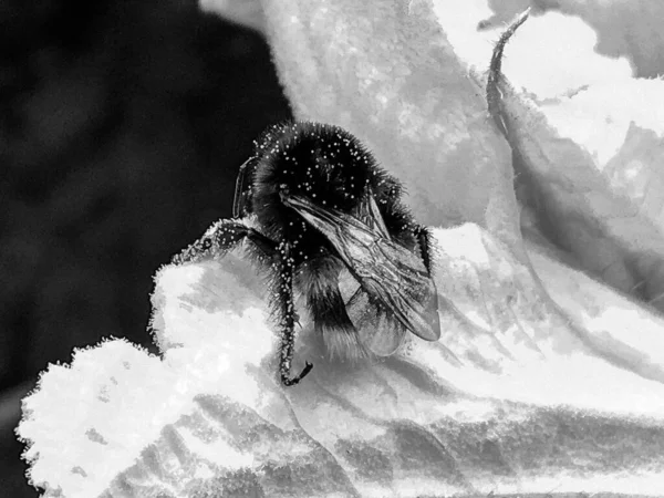 Крылатая Пчела Медленно Летит Растению Собирает Нектар Меда Частной Пасеке — стоковое фото