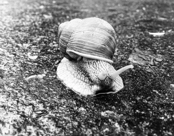 Velký Zahradní Hlemýžď Ulitě Plazit Mokré Cestě Spěchat Domů Hlemýžď — Stock fotografie