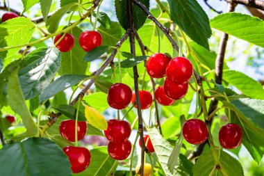 Tema üzerine fotoğraf temiz gökyüzünün altında doğal yaprakları olan güzel meyve dalı kiraz ağacı kırsal alanda meyve dalı kiraz ağacı, bahçedeki çiçek dalı kiraz ağacı fotoğrafı