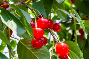 Tema üzerine fotoğraf temiz gökyüzünün altında doğal yaprakları olan güzel meyve dalı kiraz ağacı kırsal alanda meyve dalı kiraz ağacı, bahçedeki çiçek dalı kiraz ağacı fotoğrafı