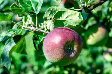 Tema üzerine fotoğraf: Temiz gökyüzü altında doğal yaprakları olan güzel meyve dalı elma ağacı, kırsal alanda meyve dalı elma ağacı, büyük bahçede çiçek dalı elma ağacı.