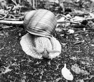 Islak yolda sürünen kabuklu büyük bahçe salyangozu çabuk eve gel, salyangoz Helix, vücudu korumak için sarmalanmış lezzetli yiyeceklerden oluşur, balçık kabuklu doğal hayvan salyangozu, besleyici krema yapar.