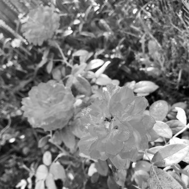 Çiçekler, dikenli güller bahçede doğal yapraklarla çiçek açıyor, dikenli kır çiçekleri, kır bahçesine çiçek açıyor, kır çiçekleri, dikenli çiçekler bahçede çiçek açıyor.