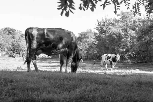 Fotografia Sobre Tema Bonito Grande Leite Vaca Pastagens Prado Verde — Fotografia de Stock