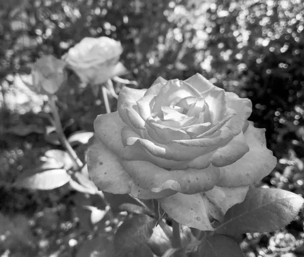 Bukiet Dzikie Kwiaty Kwitnąca Róża Ogrodzie Naturalnych Liści Bukiet Dzikie — Zdjęcie stockowe