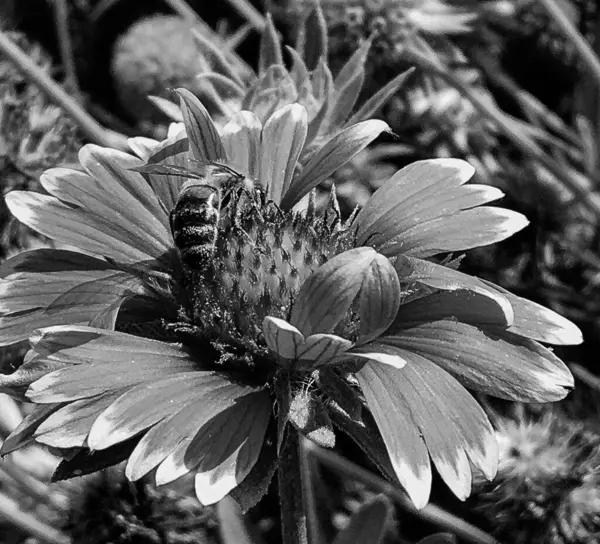 有翅膀的蜜蜂慢慢飞向植物 从花朵中采蜜 采蜜夹组成美丽的花朵 蜜蜂腿上的黄色花粉 蜜蜜蜂蜜 — 图库照片