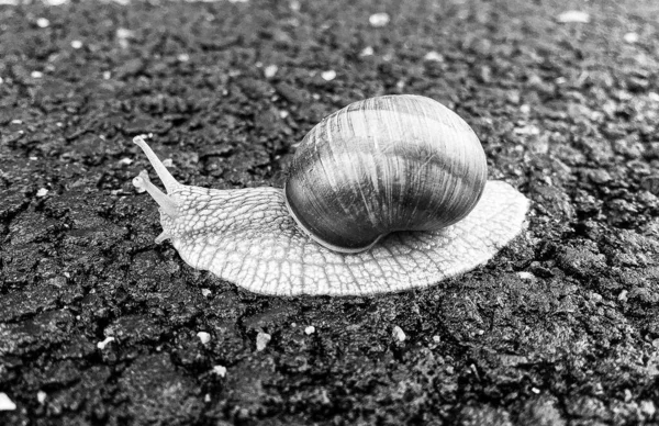 Big Garden Snail Shell Crawling Wet Road Hurry Home Snail — Foto Stock