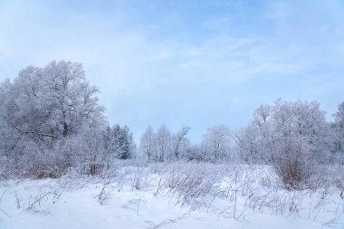 Ormanda kış masalı