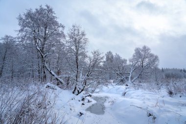 Ormanda kış masalı