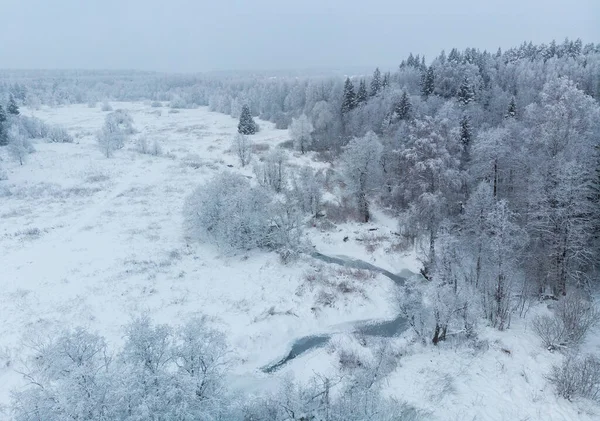 森の冬の物語 ロイヤリティフリーのストック画像