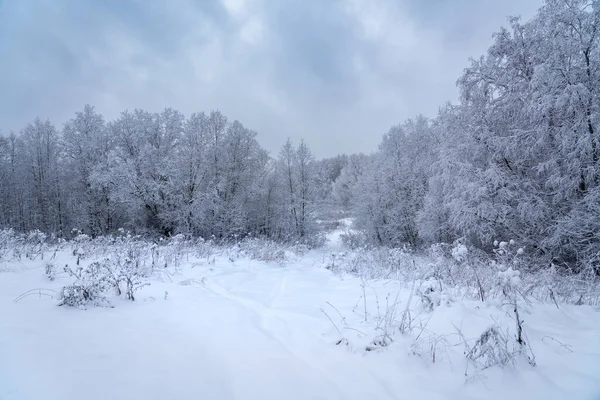 森の冬の物語 ロイヤリティフリーのストック写真
