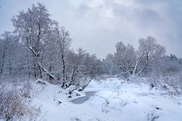 森の冬の物語 ストックフォト