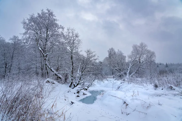 森の冬の物語 ストック写真