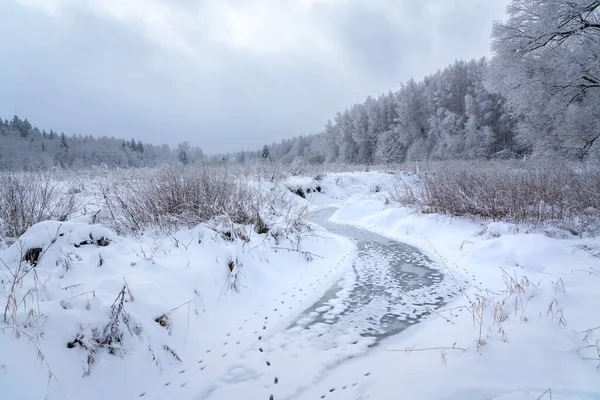 森の冬の物語 ロイヤリティフリーのストック画像