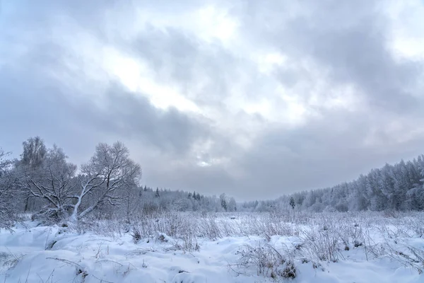 森の冬の物語 ストック写真