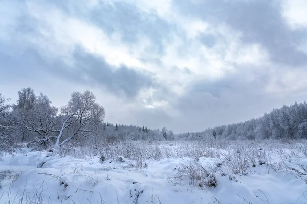 森の冬の物語 ストック画像