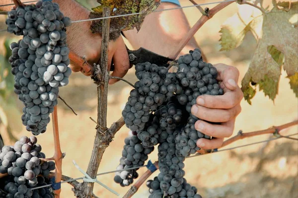 Męskie Ręce Zbierające Winogrona Podczas Zbiorów Nożycami — Zdjęcie stockowe