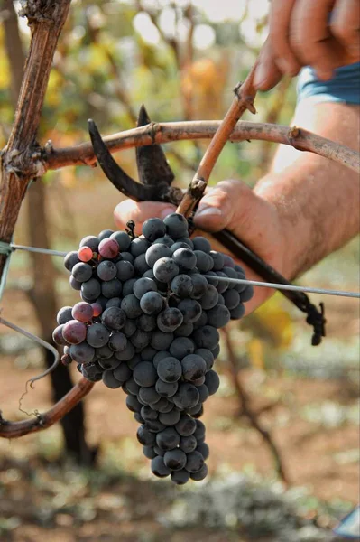 Męskie Ręce Zbierające Winogrona Podczas Zbiorów Nożycami — Zdjęcie stockowe