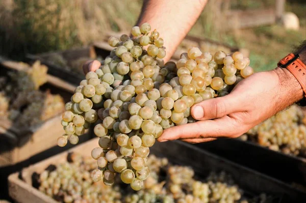Męskie Dłonie Trzymające Winogrona Podczas Zbiorów — Zdjęcie stockowe
