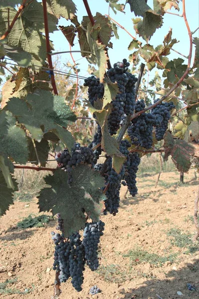 Czarne Winogrona Podczas Zbiorów Drzewach Gruzji — Zdjęcie stockowe