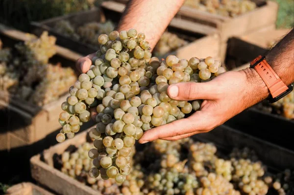 Mãos Masculinas Segurando Uvas Durante Colheita — Fotografia de Stock