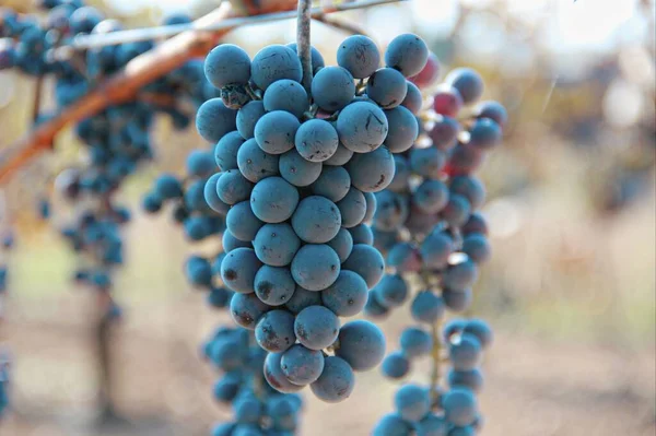 Raisins Noirs Pendant Récolte Sur Les Arbres Géorgie — Photo