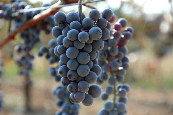 Raisins Noirs Pendant Récolte Sur Les Arbres Géorgie — Photo