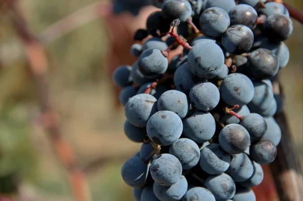Raisins Noirs Pendant Récolte Sur Les Arbres Géorgie — Photo