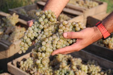 Adam hasat sırasında beyaz üzüm tutuyor. 