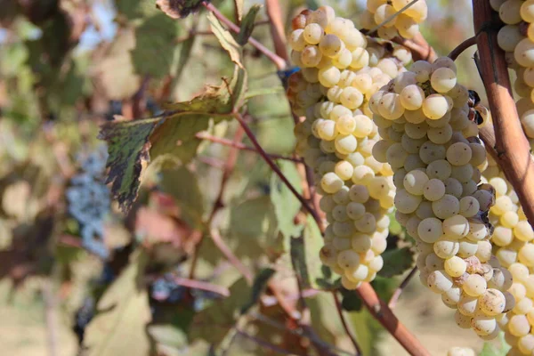 Białe Winogrona Rosnące Drzewach Gospodarstwo Zbiorów — Zdjęcie stockowe