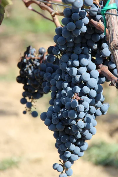 Culture Raisins Sur Les Arbres Vignoble Géorgie — Photo