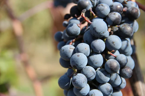 Culture Raisins Sur Les Arbres Vignoble Géorgie — Photo