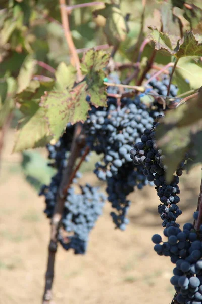 Uprawy Winogron Drzewach Winnica Gruzji — Zdjęcie stockowe