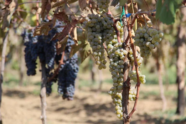 Growing Grapes Trees Vineyard Georgia — Stock Photo, Image