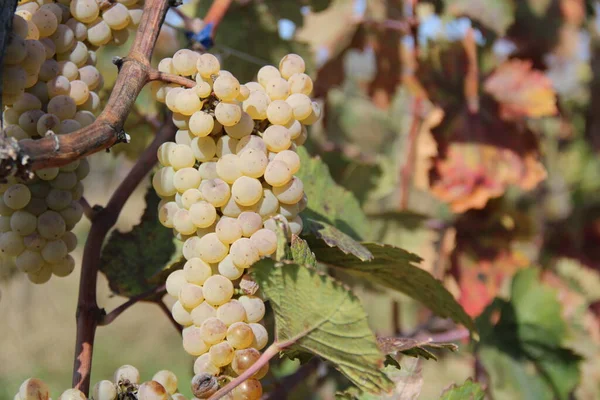 Białe Winogrona Rosnące Drzewach Gospodarstwo Zbiorów — Zdjęcie stockowe