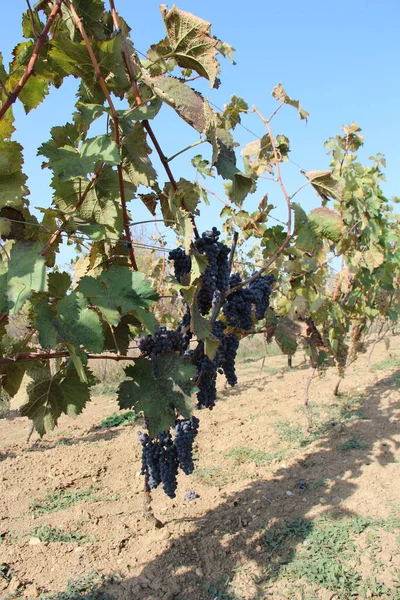 Cultivo Uvas Los Árboles Viñedo Georgia —  Fotos de Stock