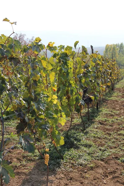 Grapes Trees Vineyard Georgia — Stock Photo, Image