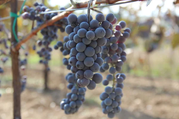 Uprawy Winogron Drzewach Winnica Gruzji — Zdjęcie stockowe