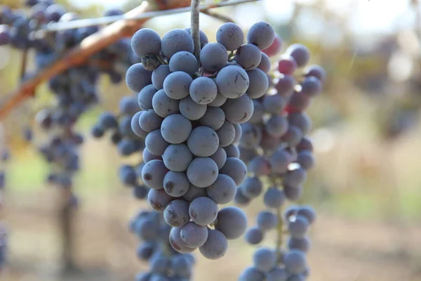 Culture Raisins Sur Les Arbres Vignoble Géorgie — Photo