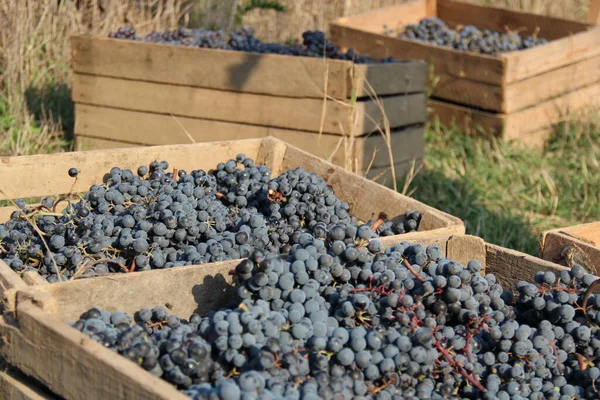 Picked Black Grapes Wooden Boxes Farm — Stock Photo, Image