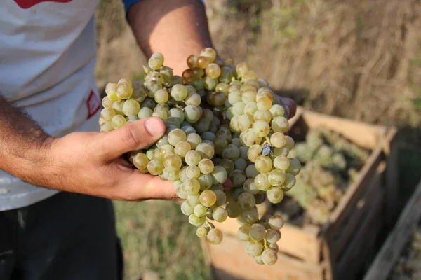 Ręce Człowieka Trzymające Białe Winogrona Podczas Zbiorów — Zdjęcie stockowe