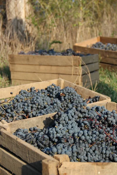 Picked Black Grapes Wooden Boxes Farm — Stock Photo, Image