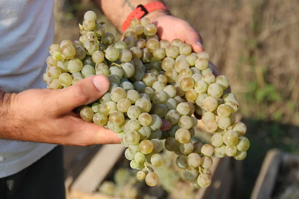 Mãos Homem Segurando Uvas Brancas Durante Colheita — Fotografia de Stock