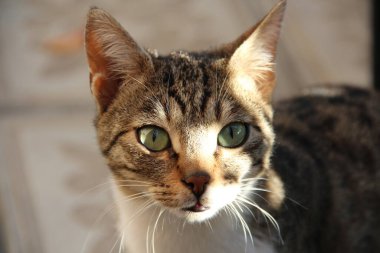 Güneşli bir günde yeşil gözlü ev kedisi. 