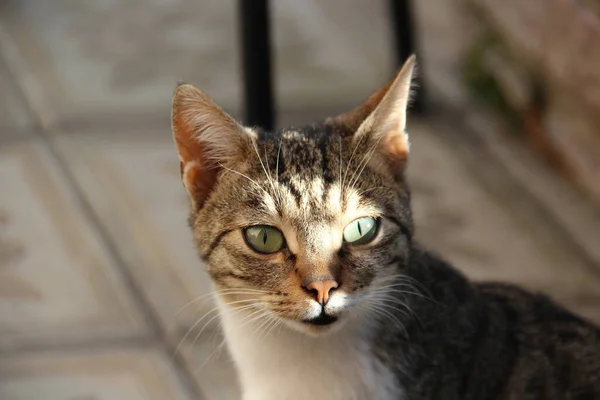 Gato Doméstico Com Olhos Verdes Livre Dia Ensolarado — Fotografia de Stock